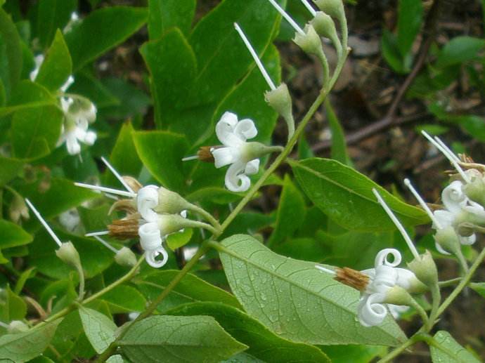  p>白花龙(学名: i>styrax faberi /i> perk.