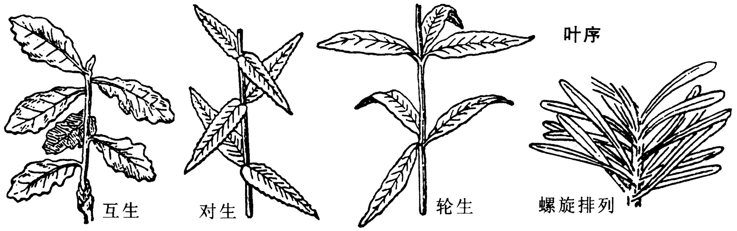  p>叶序,叶在茎枝上排列的次序称为序,具有种的特异的在外界条件下不