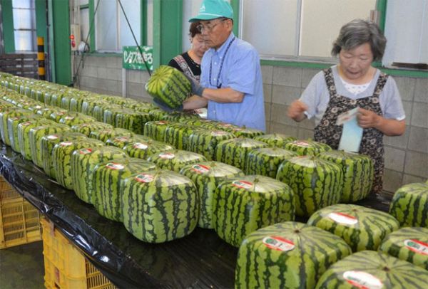 方西瓜
