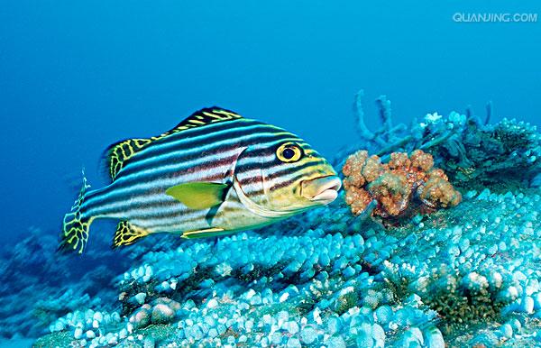 胡椒鲷,plectorhinchus 