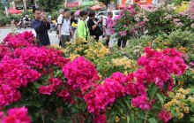 2016宜良花街节