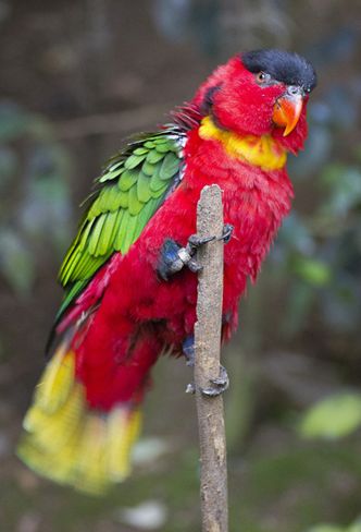  p>黄领吸蜜鹦鹉(学名: i>lorius chlorocercus /i>)羽色鲜艳,主要以