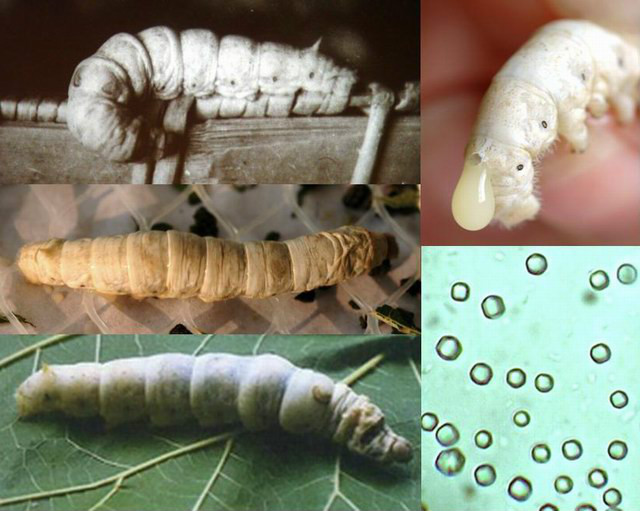 蚕病的发生原以中肠型脓病,空头性软化病