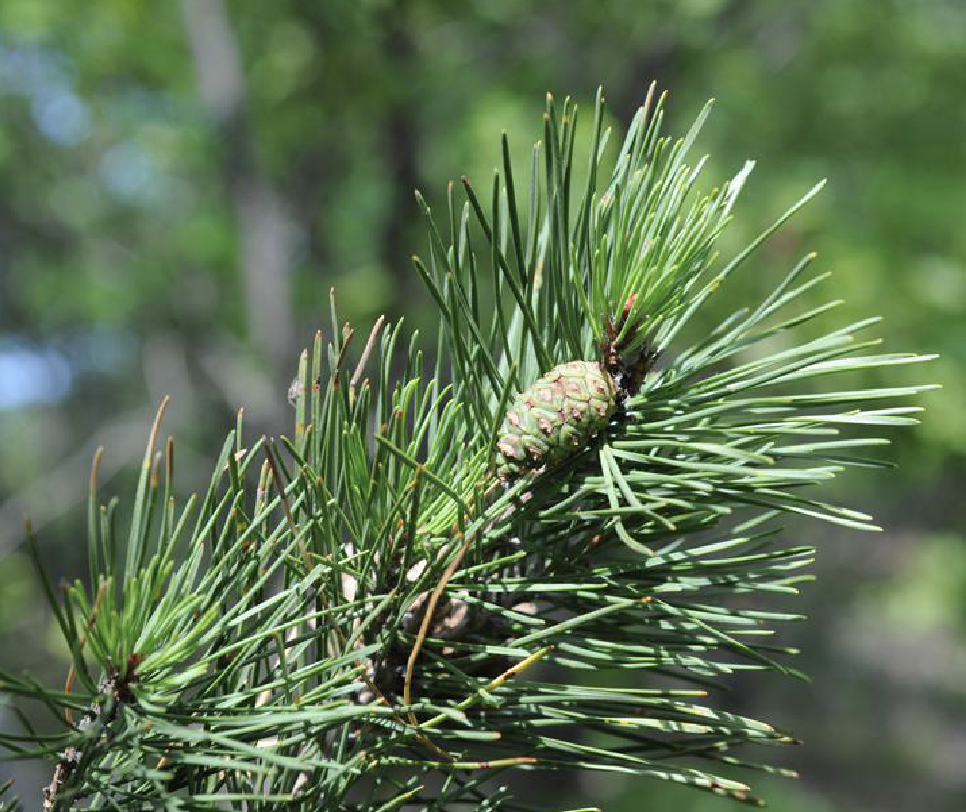  p>兴凯赤松(学名: i>pinus densiflora /i> sieb. et zucc. var.