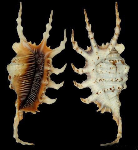 millepes scorpius scorpius