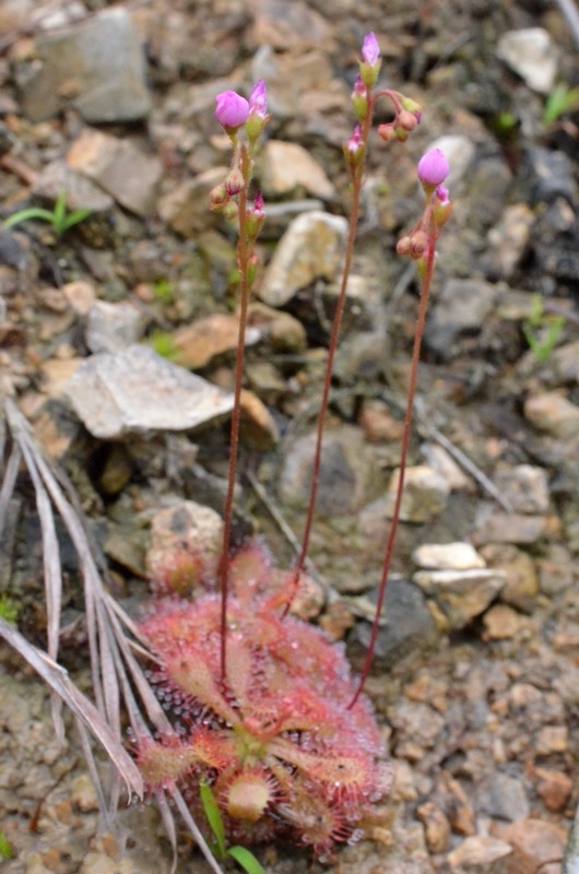  p>匙叶茅膏菜(学名: i>drosera spathulata /i> labill.