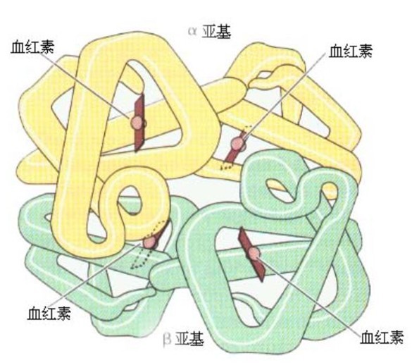 血浆游离血红蛋白测定