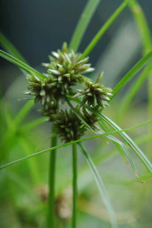  p>白鳞莎草,拉丁学名:cyperus nipponicus franch. et savat.