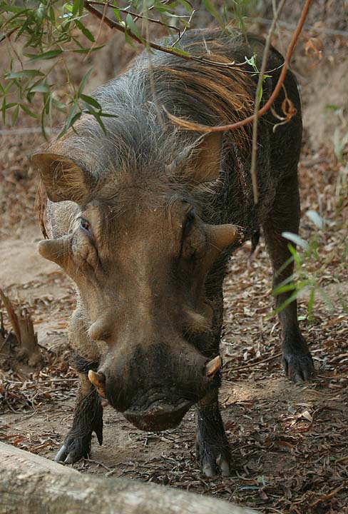 phacochoerus africanus sundevallii