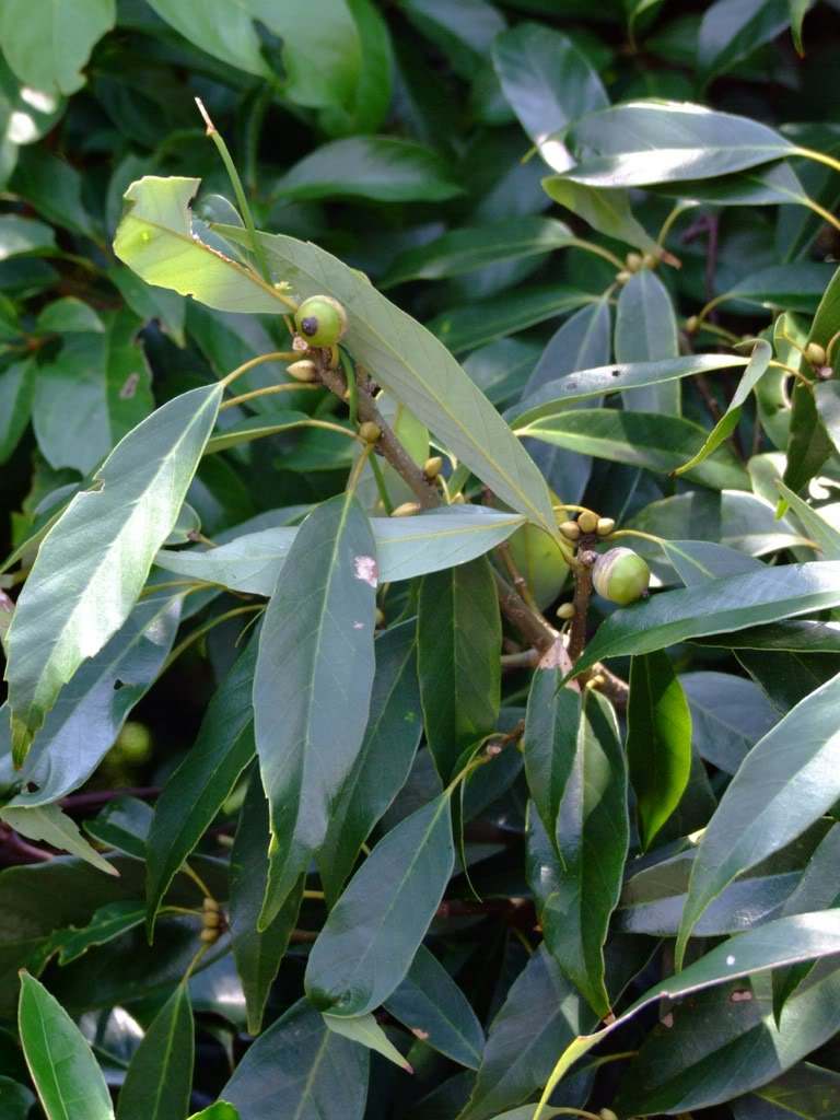 cyclobalanopsis myrsinifolia (blume) oersted