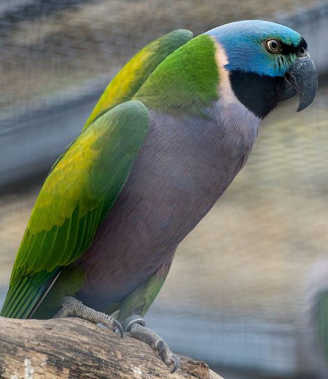  p>德拜鹦鹉(学名: i>psittacula derbiana /i>)是典型的 a target="