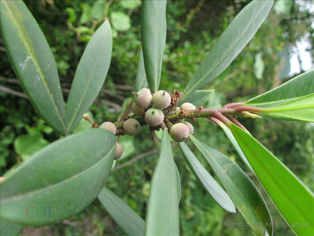  p>广西密花树(学名:rapanea kwangsiensis walker),紫金牛科密花树属