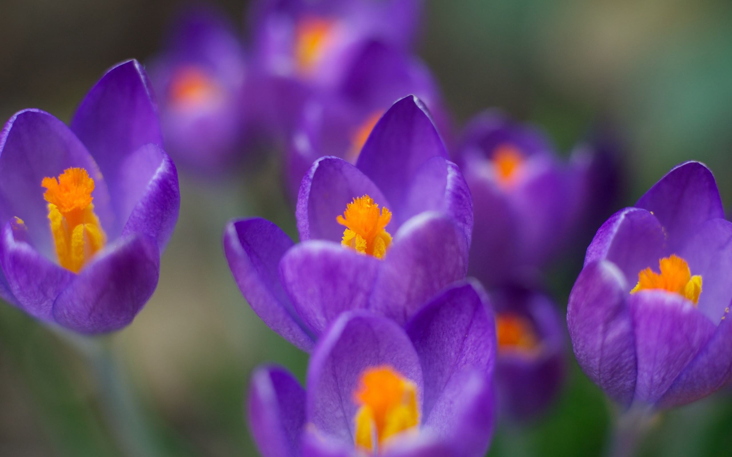  p data-id="txtpjl0wa3ey">番红花( i>crocus sativus /i> l.