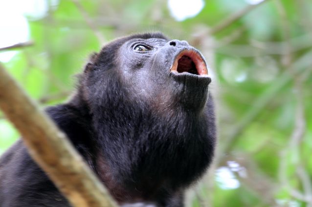  p>吼猴属(学名: i>alouatta /i>):共有13种.
