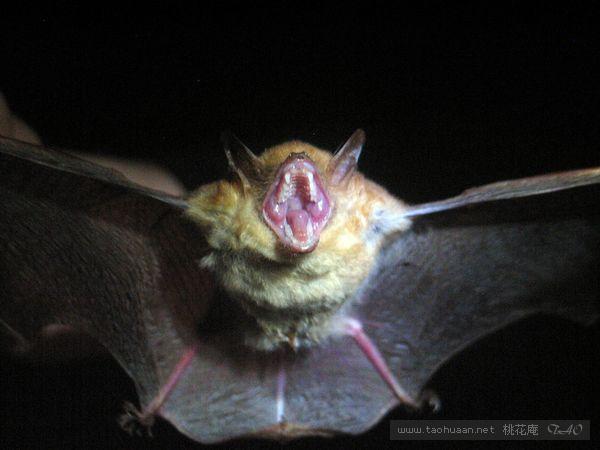  p>彩蝠(学名:kerivoula picta)为蝙蝠科彩蝠属的动物.