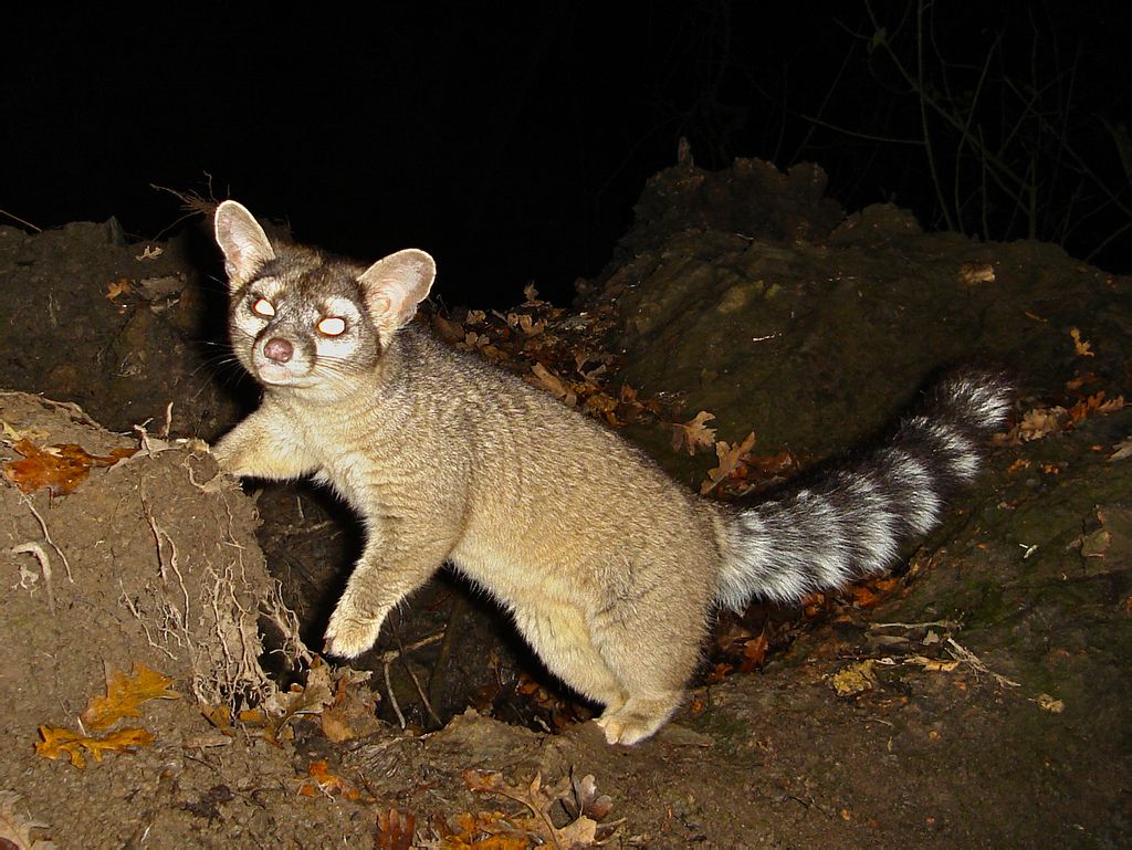  p>蓬尾浣熊(学名: i>bassariscus astutus /i>)分布于 a target="