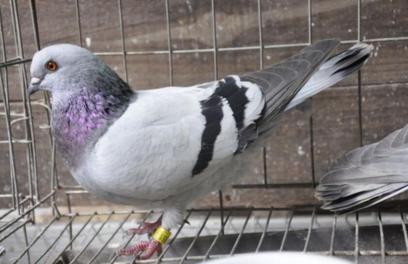 犹以乐山,眉山,德阳中江,德阳罗江,绵阳三台等片区的鸽子最为出名