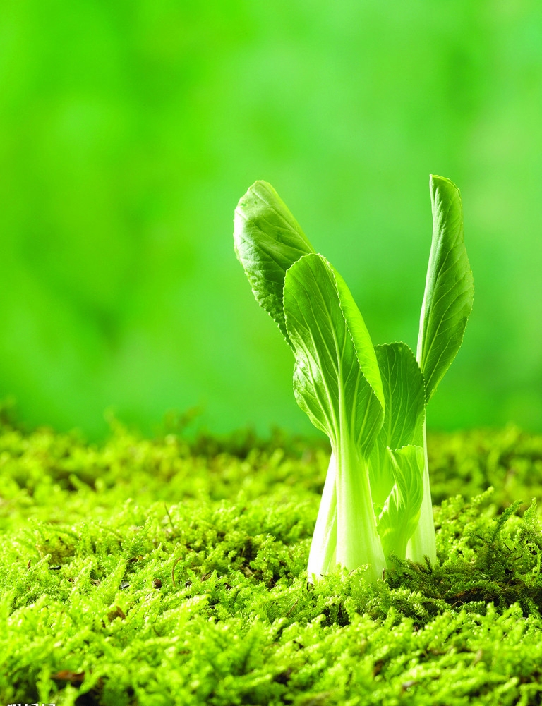 绿叶,叶柄和嫩茎为产品的 a target="_blank" href="/item/速生蔬菜