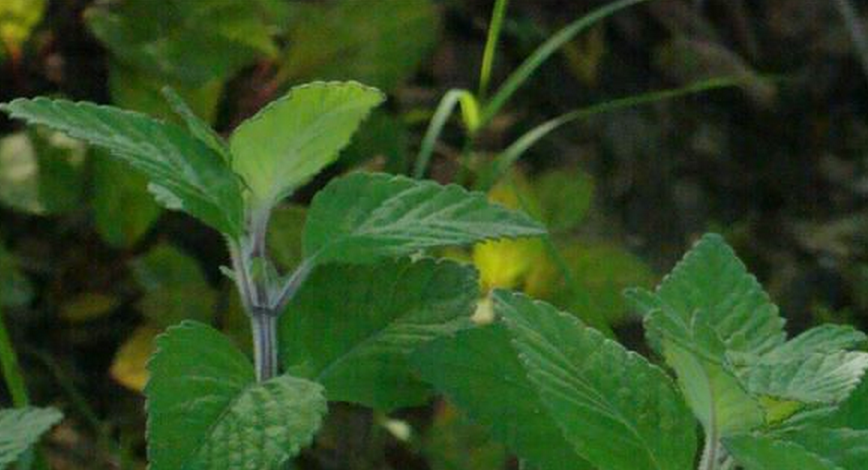  p>凉粉草属,物种为草本植物;约8-10 种,分布于印度东北部至东南亚及