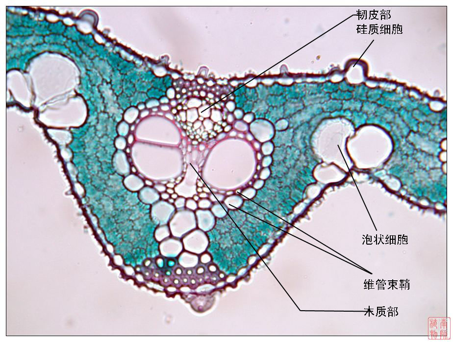 " data-lemmaid="1838810">百合科 /a>菝葜属多年生藤本落叶攀附植物