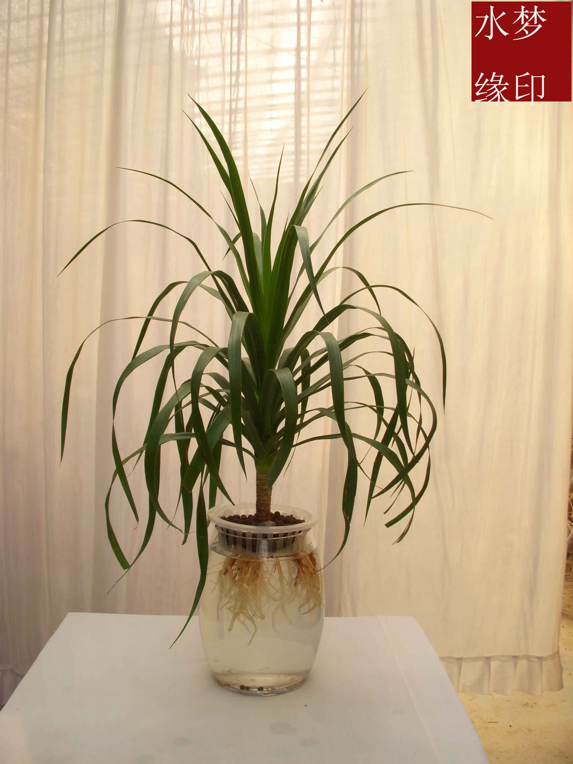 "go0eds2n2w">龙须, a target="_blank" href="/item/龙须草/1735199"