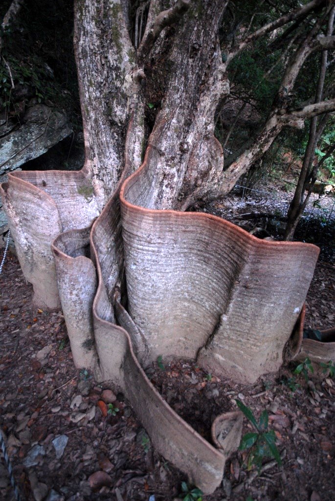  p data-id="gnxa0gun4q">板根(plank buttresses root)亦称"板状根"