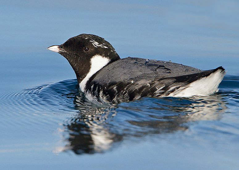  p>扁嘴海雀(学名: i>synthliboramphus antiquus /i>)全长约25厘米.