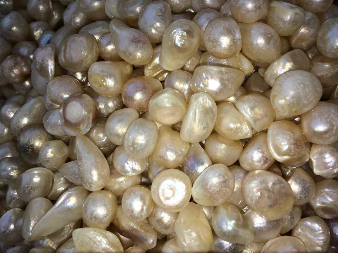  p>海水珍珠产自广西的合浦, a href="#" data-lemmaid="9374780">