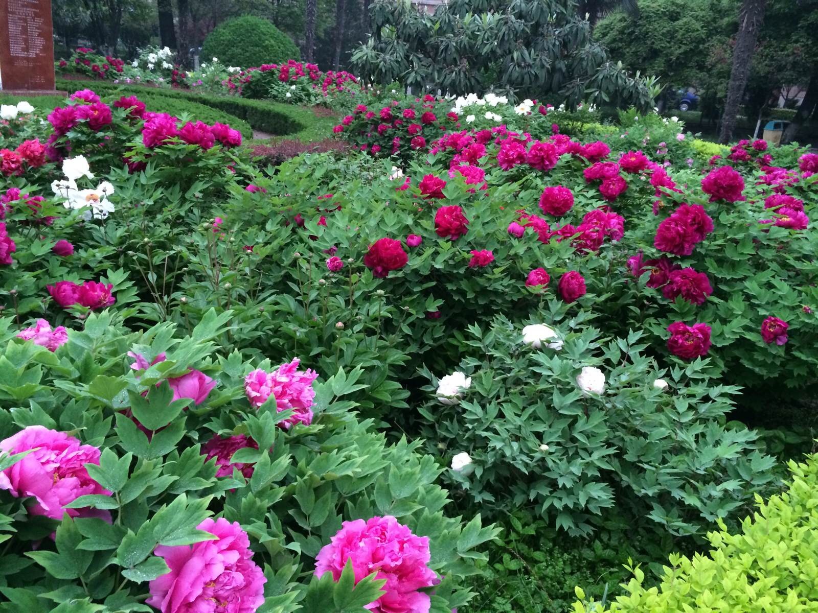 牡丹园