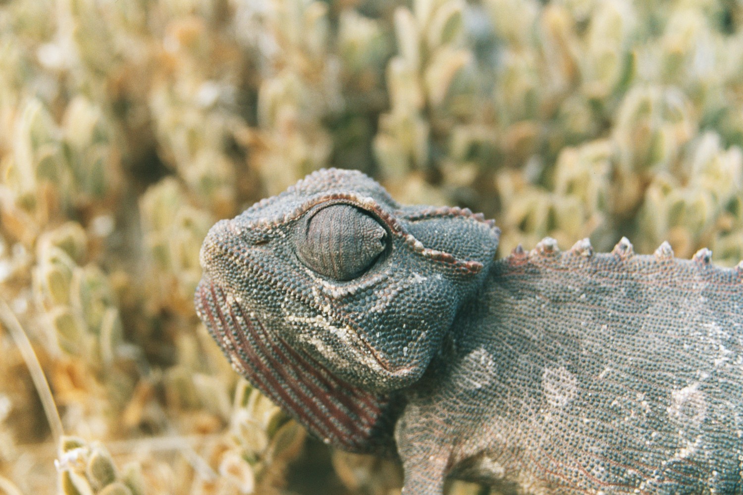 纳米比亚变色龙