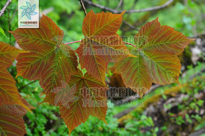  p>槭属(学名: i>acer /i> linn.
