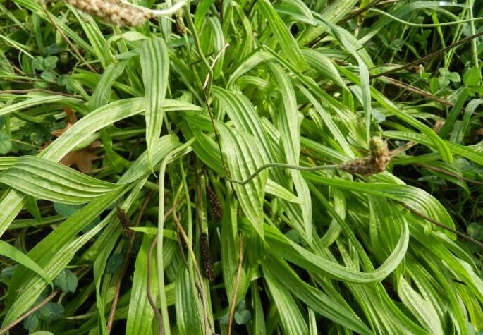 是车前科,车前属的多年生 a href="#">草本 /a>植物.