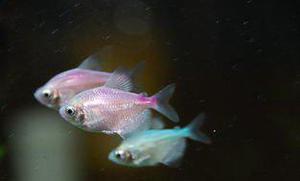  p>彩裙鱼又名灯火鱼,是 a href="#" data-lemmaid="1532985">黑裙鱼 