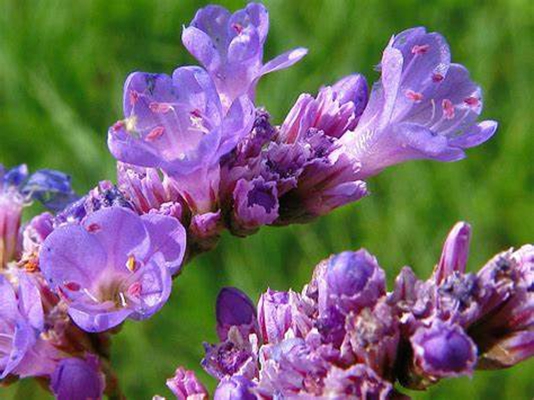  p>大叶补血草(学名: i>limonium gmelinii /i> (willd.