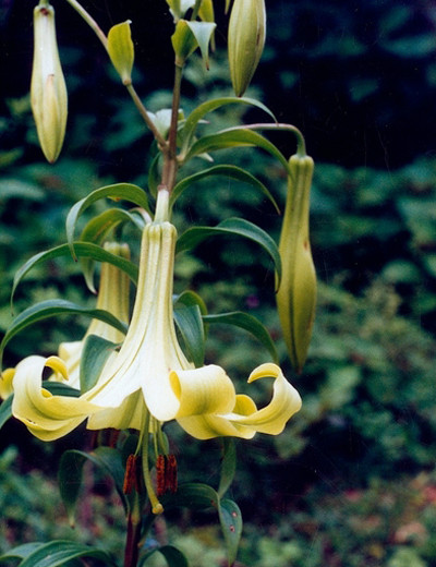  p>紫斑百合(学名: i>lilium nepalense /i>  d.