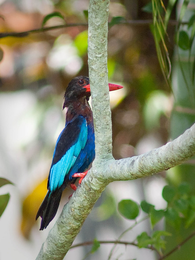  p>爪哇翡翠 a target="_blank" href="/item/科属/17510572" data