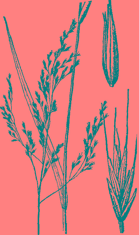  p> b>远东羊茅 /b>(学名: b> i>festuca extremiorientalis /i> /b>)