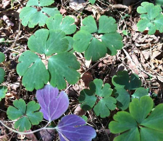 千年耗子屎种子