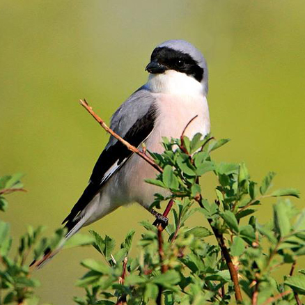  p>黑额伯劳(学名: i>lanius minor /i>)是伯劳科,伯劳属中型鸟类,体