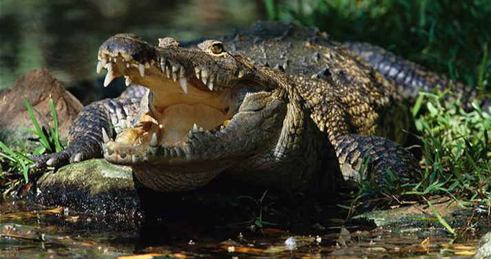 p>危地马拉鳄,学名 b> i>crocodylus moreletii /i>  /b>(bribron et