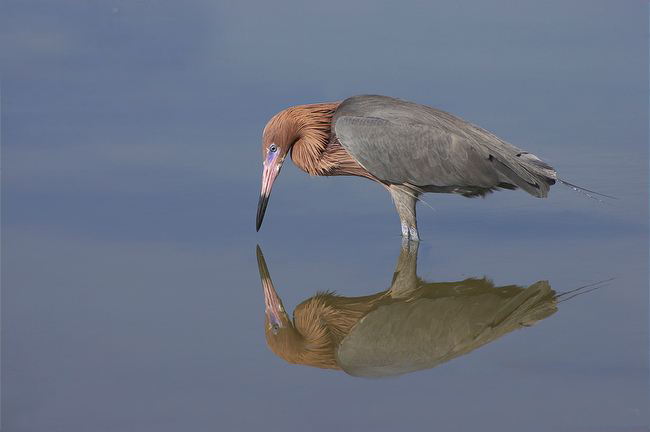  p>棕颈鹭(学名: i>egretta rufescens /i>):是一种中型 a target="