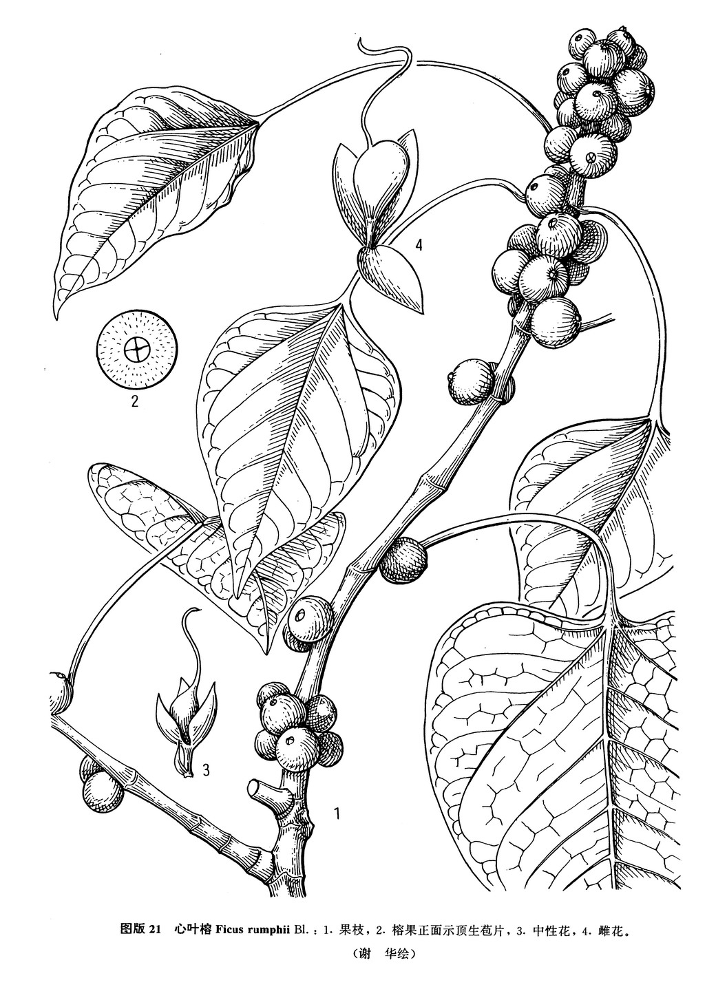  p>心叶榕,乔木,高约15米,通常附生,树皮灰色,干后有绉槽.
