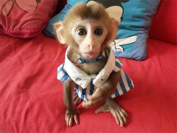  p>宠物市场出售所谓"日本袖珍石猴",其实是 a href="#" data-lemmaid