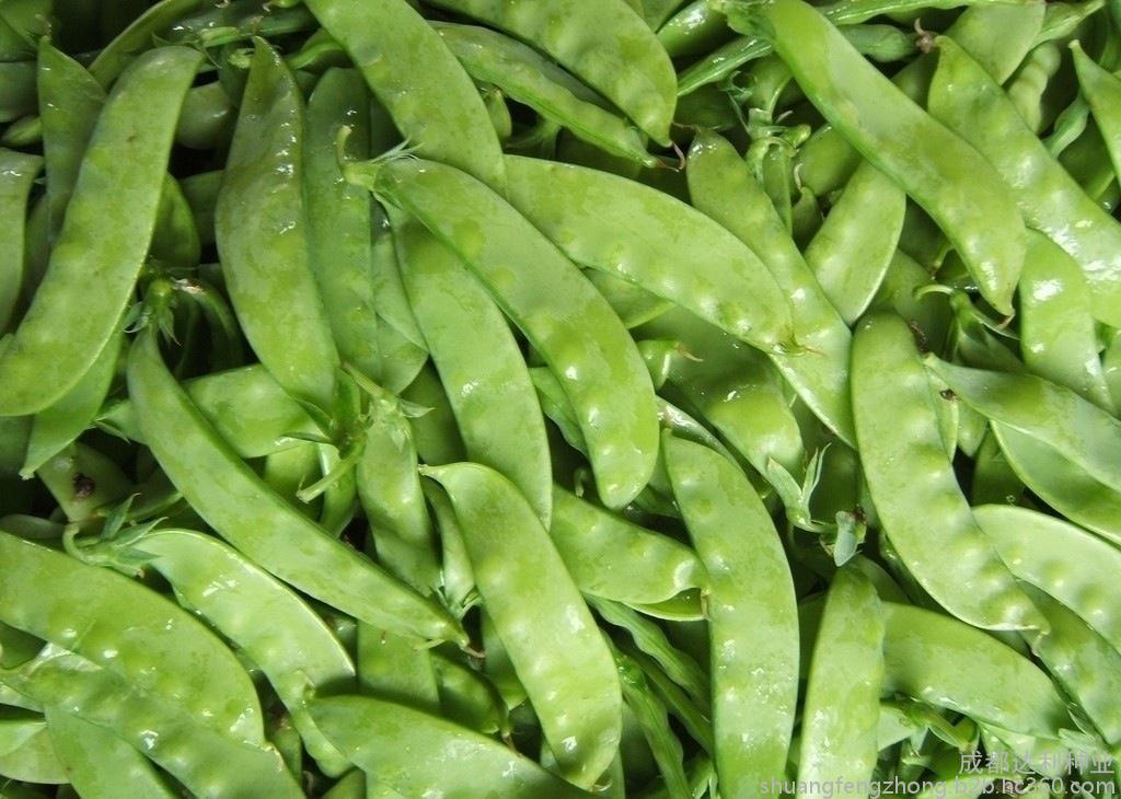  p>品种全称: 食荚大菜豌 /p> p>主题关键词: 蔬菜 豆类 豌豆 /p>