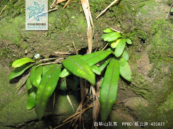 lepisorus paohuashanensis