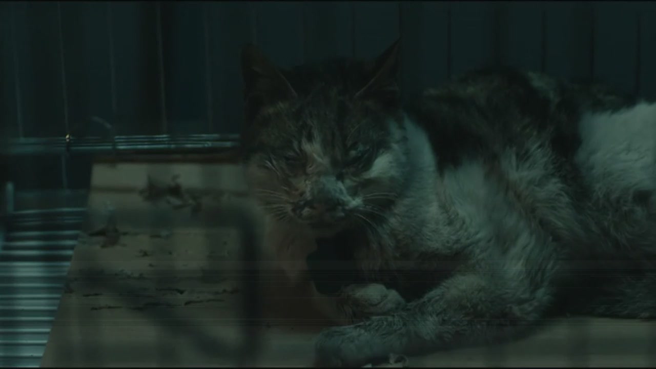 猫看见死亡的双眼
