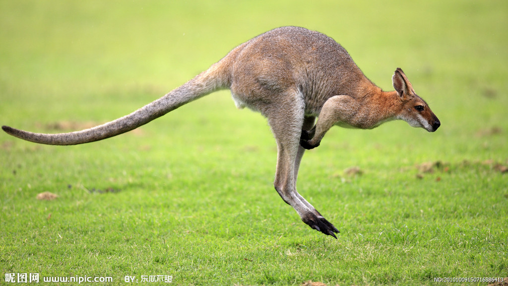 巨型短面袋鼠