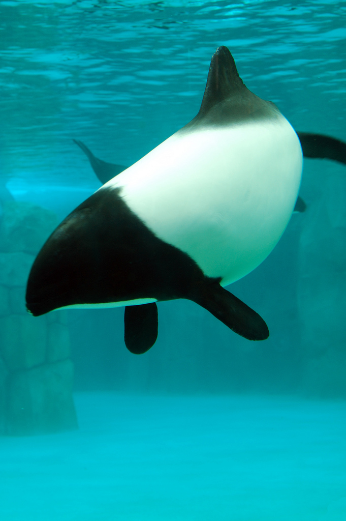  p>花斑喙头海豚是康氏矮海豚的俗称(学名: i>cephalorhynchus