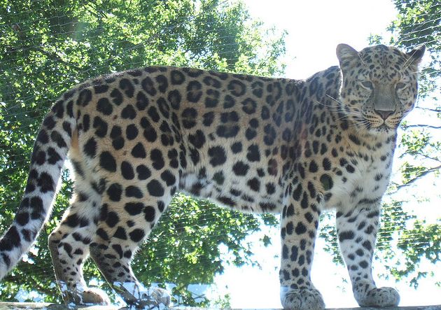 " data-lemmaid="2883410">豹 /a>的一个亚种,是北方寒带地区体型仅次