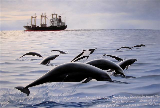 lissodelphis borealis